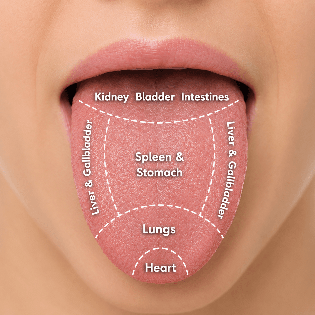 Tongue & pulse diagnosis